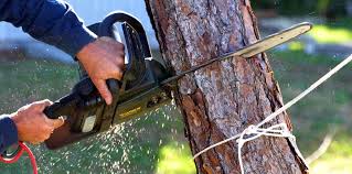 Tree Care Services